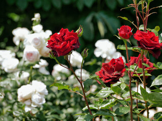 Hybrid English tea Roses blooming in garden. Red rose flowers design background