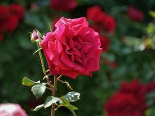 Hybrid English tea Roses blooming in garden. Pink rose flowers design background