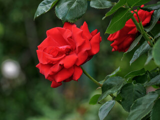 Obraz premium Hybrid English tea Roses blooming in garden. Red rose flowers design background