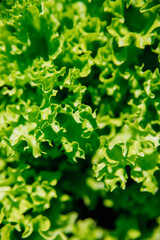 Green lettuce leaves in the garden. Natural background and texture. Organic farm. Healthy eating. Foods rich in vitamins. Agricultural industry.
