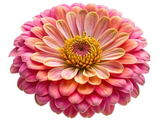 Close up vibrant Zinnia flower with layered petals and golden center