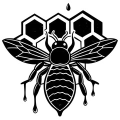 black and white spider