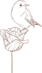 Small songbird is perching on blossoming flower in mono line drawing, transparent background