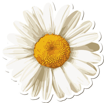 Fototapeta Flat design daisy is floating on transparent background with yellow center and white petals
