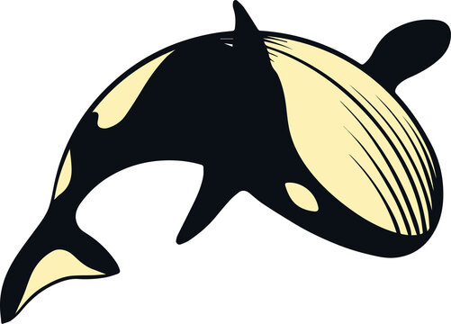 Orca whale flat vector art is swimming on transparent background, showing dorsal fin, striped head
