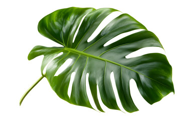 Single Monstera Deliciosa Leaf Isolated