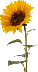 Showing flat design sunflower blooming with brown disk and yellow petals on transparent canvas