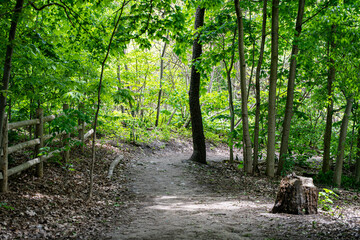 View of Crothers Woods Nature Reserve in Toronto.