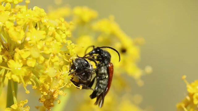 Abeja andrena es atacada por un escarabajo con apariencia de avispa, Bocairent, Espa&ntilde;a