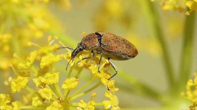 Escarabajo Mycterus curculioides parecido a un gorgojo comiendo flores de Thapsia villosa, Bocairent, Espa&ntilde;a