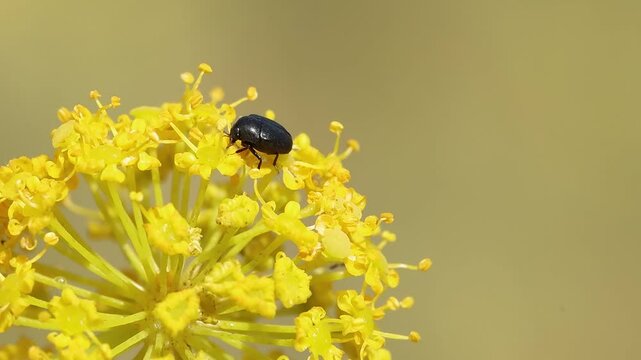 Escarabajo Apteropeda orbiculata camina sobre inflorescencia de planta Thapsia villosa, Bocairent, Espa&ntilde;a