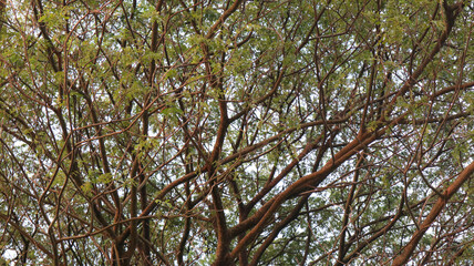 branches of a tree in spring,lush green and yellow small leaves and branches on a big trees in the city park