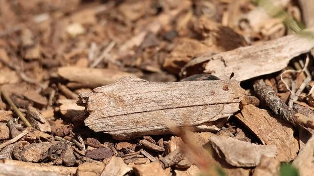 Escarabajo pelotero sale bajo madera en descomposici&oacute;n y camina bajo el sol, Bocairent, Espa&ntilde;a