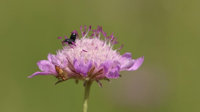 Escarabajo Apteropeda orbiculata comiendo en flor Escabiosa junto a ara&ntilde;a lince rayada  (Oxyopes salticus) a el acecho, Bocairent, Espa&ntilde;a