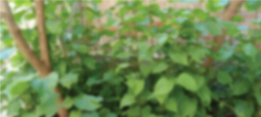 Green natural vegetation garden plants blurred outdoor background vector illustration