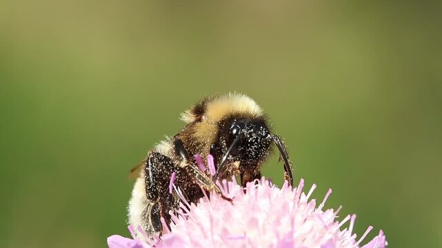 Primer plano de abejorro Bombus con pelo amarillo p&aacute;lido alimentandose en flor Sixalix atropurpurea, Bocairent, Espa&ntilde;a