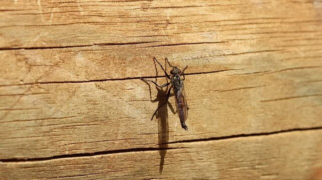 Mosca ladrona posada en tronco caido mueve sus patas y sale volando, Bocairent, Espa&ntilde;a