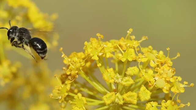 Abeja andrena vuela entre flores de planta Thapsia villosa, Bocairent, Espa&ntilde;a