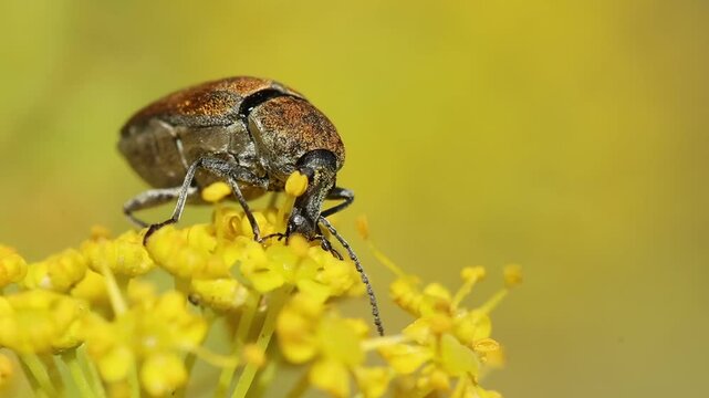 Primer plano de escarabajo Mycterus curculioides comiendo a gran velocidad en planta Thapsia villosa, Bocairent, Espa&ntilde;a