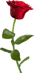 Vector flat design is showing layered red rose bloom with glossy green stem on clear background