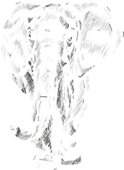 Elephant is being shown in pen-and-ink sketch with scribbled shading, transparent background