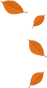 Fototapeta Four stylized orange leaves are drifting separately against transparent background in flat design