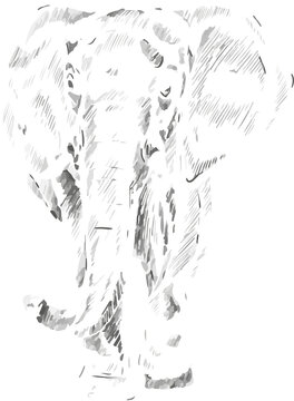 Fototapeta Elephant is being shown in pen-and-ink sketch with scribbled shading, transparent background