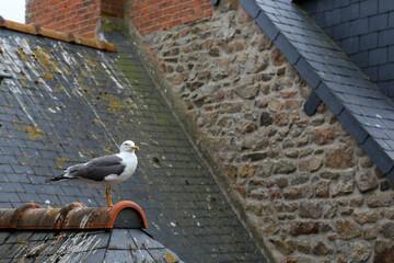 Seagull resting on the rooftops of a city by the sea on a cloudy day