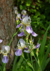 Blooming purple and white iris flowers in forest garden in sunlight