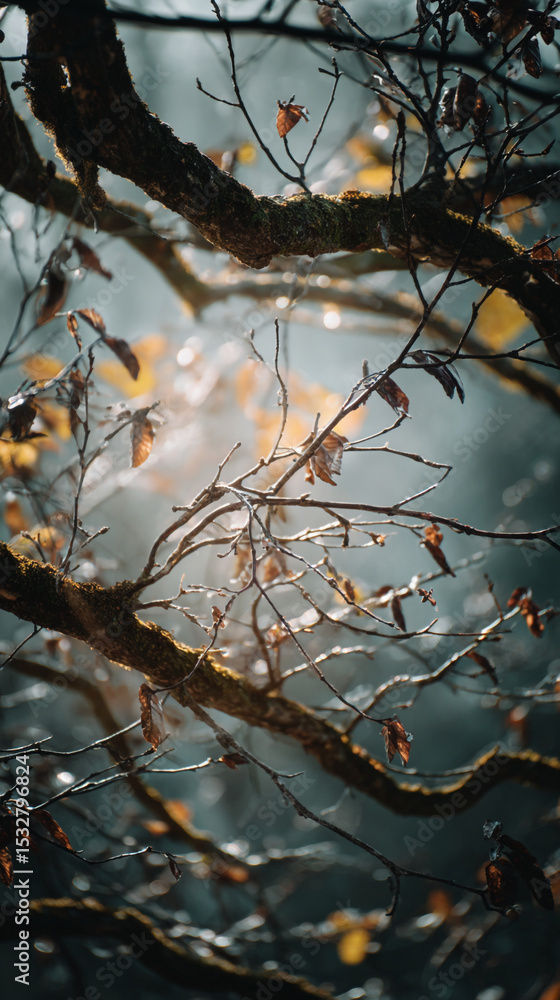 Aufkleber a close up of autumn branches with leaves and moss against a blurred background with soft sunlight