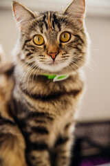 Obraz premium A striped cat in a collar sits by the window and looks out with a curious and attentive expression on its face.