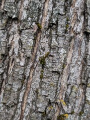 bark of a tree