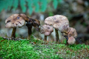 mushrooms on the grass