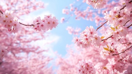 Obraz premium A breathtaking view of cherry blossom trees in full bloom, creating a sea of delicate pink flowers against a clear blue sky, evoking a sense of tranquility and beauty