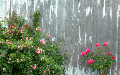 flowers on the fence