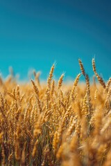 Fototapeta premium Golden wheat stalks sway gently under a vibrant blue sky, a summer harvest scene