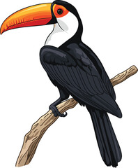 Fototapeta premium toucan isolated on white background