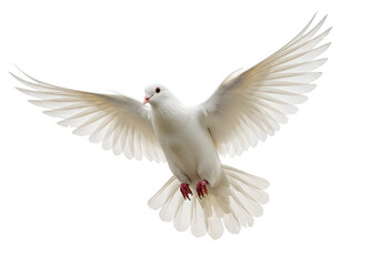 Obraz premium White flying dove isolated on white or transparent background. PNG