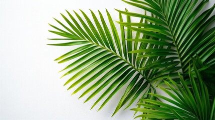 Obraz premium Lush Green Palm Fronds on White Background