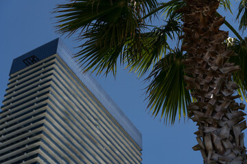Fototapeta premium Tall building on the background of palm trees and clear sky in Batumi