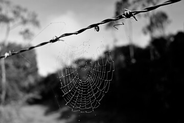 tela de araña