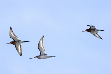 Black?tailed Godwit (Limosa limosa) in Dublin’s Bull Island – Estuarine Wader Habitat