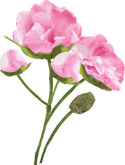 Pink blooms are showing in flat illustration with buds, stems, transparent background, copy space