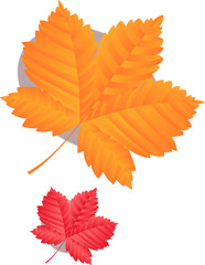 Pair of flat design orange-yellow and red autumn leaves are floating on transparent background