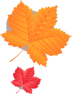 Fototapeta Pair of flat design orange-yellow and red autumn leaves are floating on transparent background