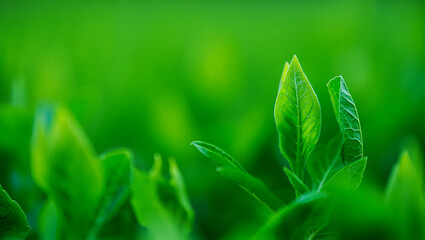 Close up of vibrant green leaves with visible veins in a garden
