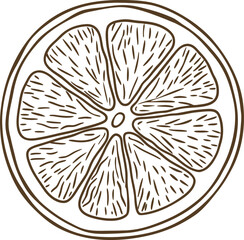 Citrus fruit slice illustration hand drawn juicy round lemon or orange cross section, fresh summer food design