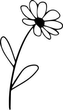 Fototapeta Stylized daisy-like flower is being shown in black line illustration with transparent background