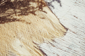 Palm bark texture with dry lavender shadow. Summer minimal background for beauty, spa and beach lifestyle creative idea. Earthy sustainable botanical pattern decor.