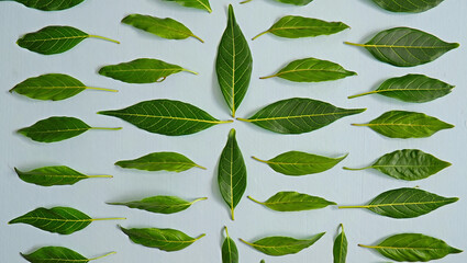 Arrangement of Green Leaves on a Light Blue Background for Design